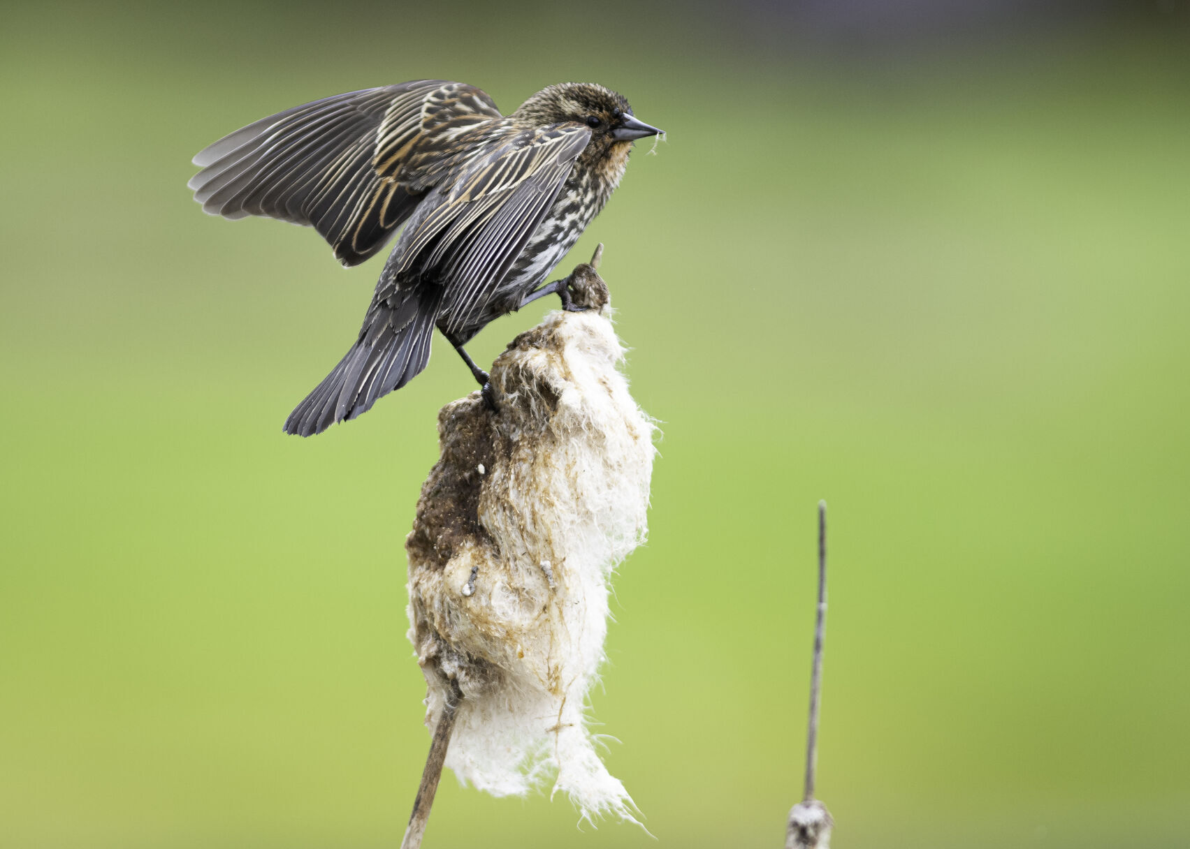 Photos of the Month-40.JPG